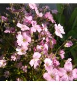 Gypsophila repens 'Filou Rose' - gypsomilka plazivá 'Filou Rose'