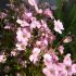 Gypsophila repens 'Filou Rose' - gypsomilka plazivá 'Filou Rose'