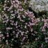Gypsophila repens 'Filou Rose' - gypsomilka plazivá 'Filou Rose'
