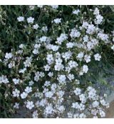 Gypsophila repens 'Filou White' - gypsomilka plazivá 'Filou White'