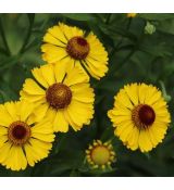 Helenium autumnale 'Gelbe Waltraut' - helénium jesenné 'Gelbe Waltraut'