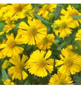 Helenium autumnale 'Kanaria' - helénium jesenné 'Kanaria'