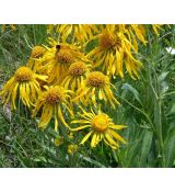 Helenium hoopesii - helénium