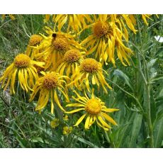 Helenium hoopesii - helénium