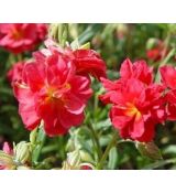 Helianthemum 'Amabile Plenum' - devätorník 'Amabile Plenum'