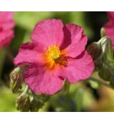 Helianthemum 'Ben Hope' - devätorník 'Ben Hope'