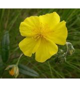 Helianthemum 'Golden Queen' - devätorník 'Golden Queen'