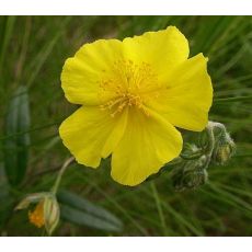 Helianthemum 'Golden Queen' - devätorník 'Golden Queen'