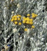 Helichrysum italicum 'Compact Curry'- slamienka talianska 'Compact Curry' (kari bylina)