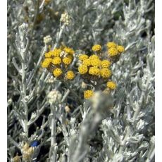 Helichrysum italicum 'Compact Curry'- slamienka talianska 'Compact Curry' (kari bylina)