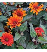 Heliopsis helianthosides  'Bleeding Hearts' - slnečníčka drsná 'Bleeding Hearts'