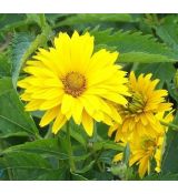 Heliopsis helianthoides var. scabra 'Sonnenchild' - slnečníčka drsná 'Sonnenchild'