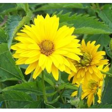 Heliopsis helianthoides var. scabra 'Sonnenchild' - slnečníčka drsná 'Sonnenchild'