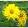 Heliopsis helianthoides var. scabra 'Sonnenchild' - slnečníčka drsná 'Sonnenchild'