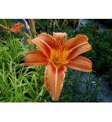 Hemerocallis fulva - ľaliovka červenkastá