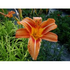 Hemerocallis fulva - ľaliovka červenkastá