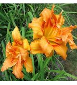 Hemerocallis fulva 'Plena' - ľaliovka červenkastá 'Plena'