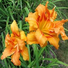 Hemerocallis fulva 'Plena' - ľaliovka červenkastá 'Plena'