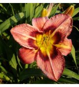 Hemerocallis 'Always Afternoon' - ľaliovka 'Always Afternoon'