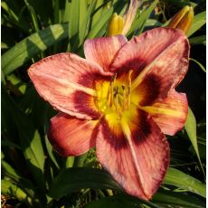 Hemerocallis 'Always Afternoon' - ľaliovka 'Always Afternoon'