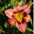 Hemerocallis 'Always Afternoon' - ľaliovka 'Always Afternoon'