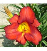 Hemerocallis 'Amadeus' - ľaliovka 'Amadeus'