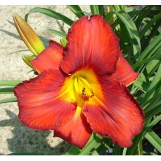 Hemerocallis 'Amadeus' - ľaliovka 'Amadeus'