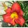 Hemerocallis 'Amadeus' - ľaliovka 'Amadeus'
