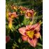 Hemerocallis 'Always Afternoon' - ľaliovka 'Always Afternoon'