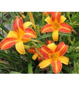 Hemerocallis 'Frans Hals' - ľaliovka 'Frans Hals'