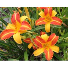 Hemerocallis 'Frans Hals' - ľaliovka 'Frans Hals'