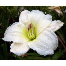 Hemerocallis 'Gentle Shepherd' - ľaliovka 'Gentle Shepherd'