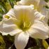 Hemerocallis 'Gentle Shepherd' - ľaliovka 'Gentle Shepherd'