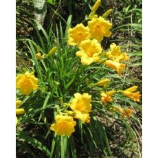 Hemerocallis 'Mini Stella' - ľaliovka 'Mini Stella'