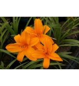 Hemerocallis 'Orange Prelude' - ľaliovka 'Orange Prelude'