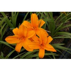 Hemerocallis 'Orange Prelude' - ľaliovka 'Orange Prelude'