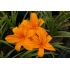 Hemerocallis 'Orange Prelude' - ľaliovka 'Orange Prelude'