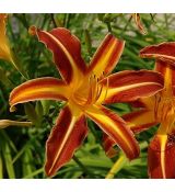 Hemerocallis 'Resplendent' - ľaliovka 'Resplendent'