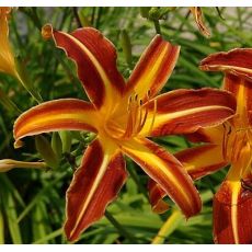Hemerocallis 'Resplendent' - ľaliovka 'Resplendent'