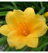 Hemerocallis 'Stella d'Or' - ľaliovka 'Stella d'Or'