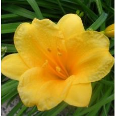 Hemerocallis 'Stella d'Oro' - ľaliovka 'Stella d'Oro'