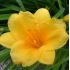 Hemerocallis 'Stella d'Oro' - ľaliovka 'Stella d'Oro'