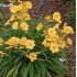 Hemerocallis 'Stella d'Oro' - ľaliovka 'Stella d'Oro'