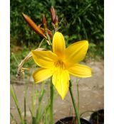 Hemerocallis middendorfii - ľaliovka