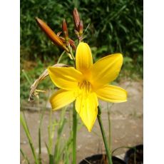 Hemerocallis middendorfii - ľaliovka