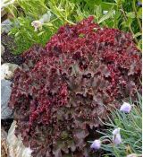 Heuchera americana 'Melting Fire' - heuchera americká 'Melting Fire'