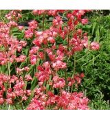 Heuchera × brizoides 'Leuchtkäfer' - heuchera krvavá 'Leuchtkäfer'