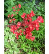 Heuchera × brizoides 'Rakete' - heuchera krvavá 'Rakete'