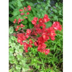 Heuchera × brizoides 'Rakete' - heuchera krvavá 'Rakete'