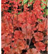 Heuchera × hybrida 'Cherry Cola'